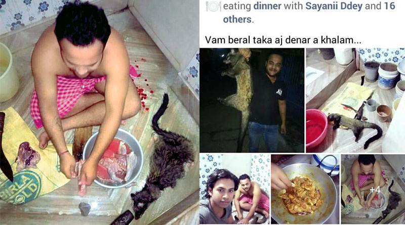 Vomit-Cat