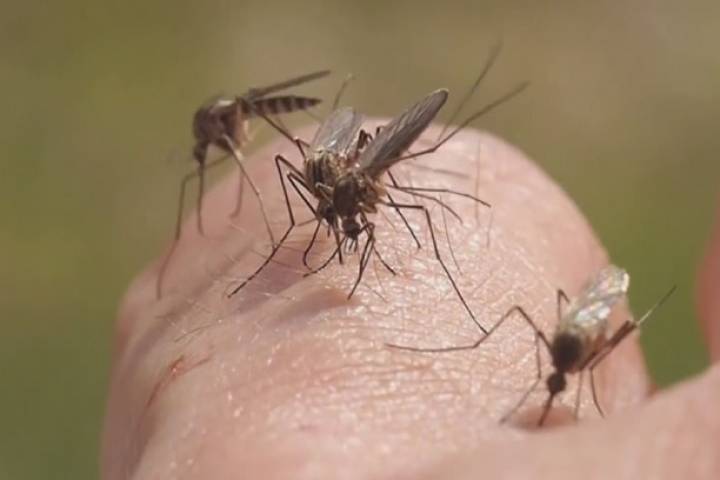 mosquitoes-1