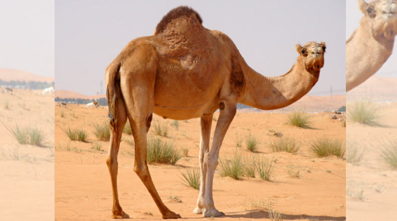 Kept in the sun for long, angry camel kills owner in Rajasthan