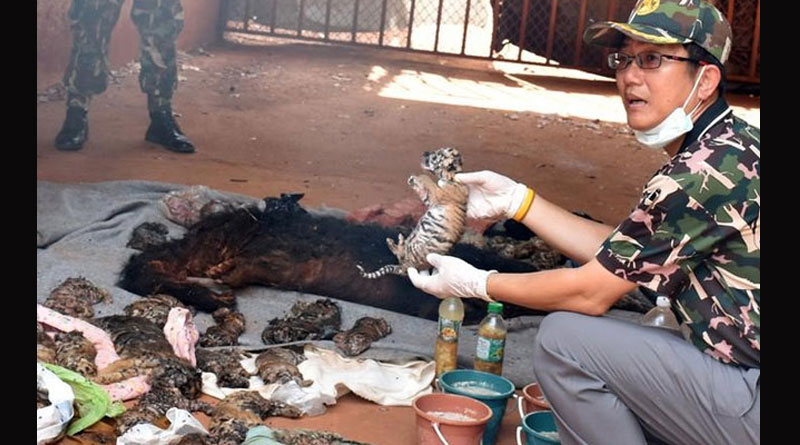 40 dead tiger cubs found in Thailand temple amid trafficking fears