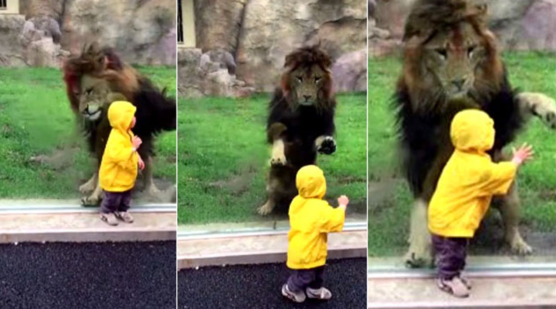 viral-now-heart-stopping-moment-lion-charges-at-toddler-at-tokyo-zoo