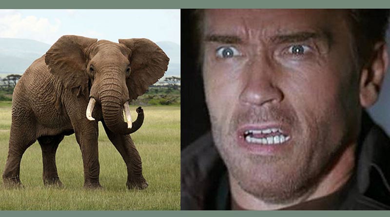Arnold Schwarzenegger Gets Charged By Elephant In Pants-Wetting Encounter