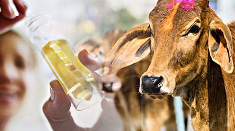Holy cow! Junagadh Agricultural University scientists find gold in Gir cow urine