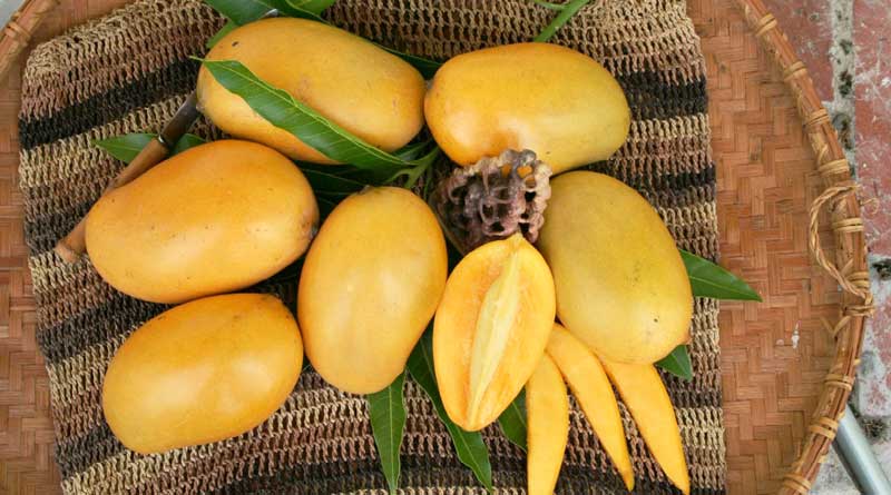 After Monsoon's Arrival, Market Will Be Flooded With Dasheri Mango