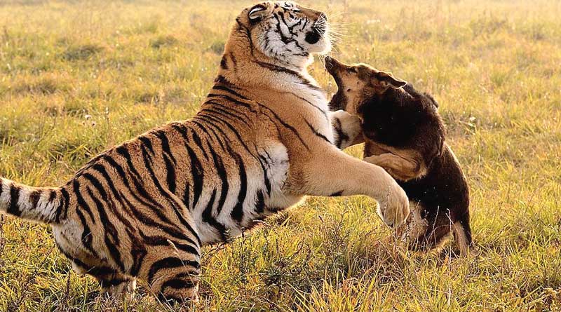 Dog takes on tiger near Dudhwa, sacrifices itself for master