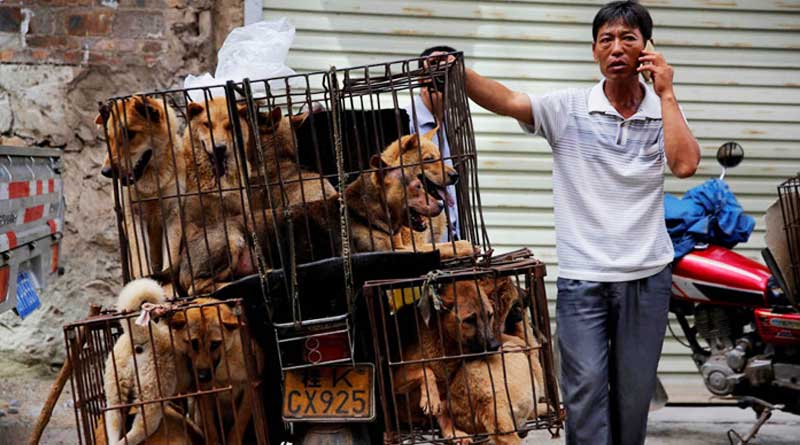 China's Yulin Festival Has Started, And 10,000 Dogs Are On The Menu