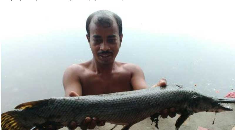 kolkata-discovery-of-predator-fish-that-resembles-an-alligator-concerns-experts