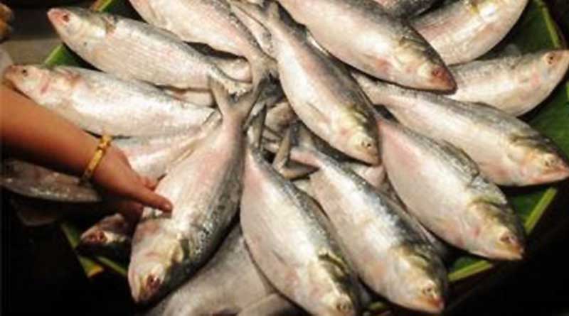 Price Is Getting Low Due To New Hatcheries In West Bengal