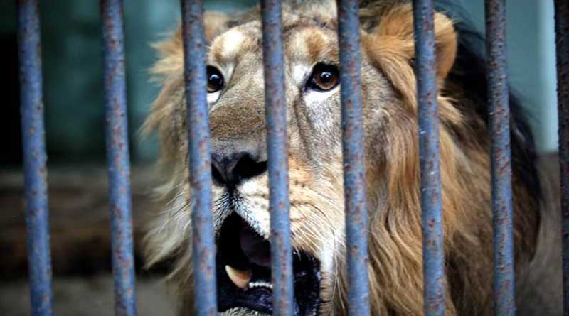 India sanctuary man-eater lions to live in captivity