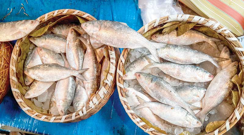 In Monsoon, 5 Tons Hilsa Captured From Digha