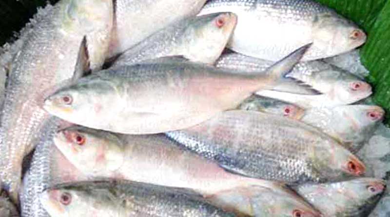 Bongs are buying hilsa worth rupees 1000