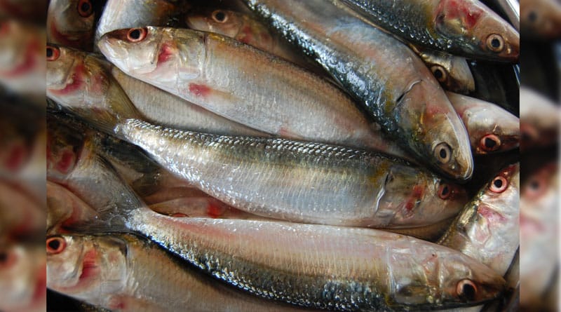 'Modi sardines' a big draw now in Mangaluru
