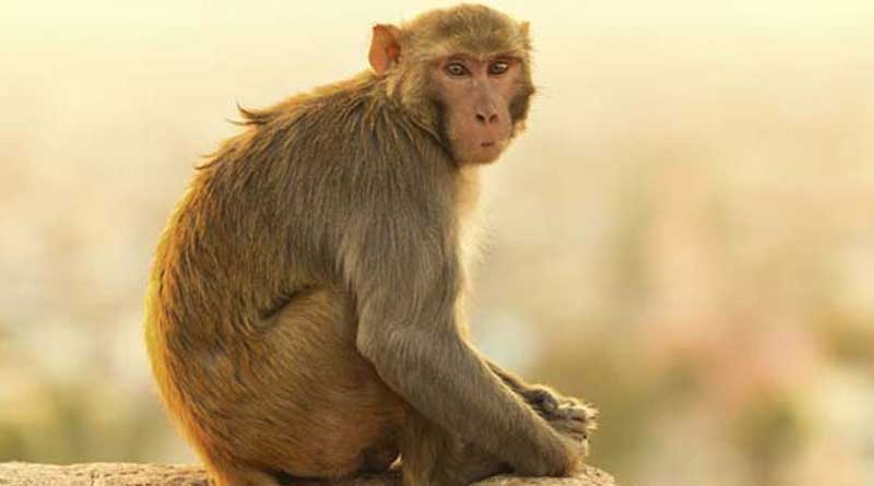  Monkey has stolen 10,000 from a shop