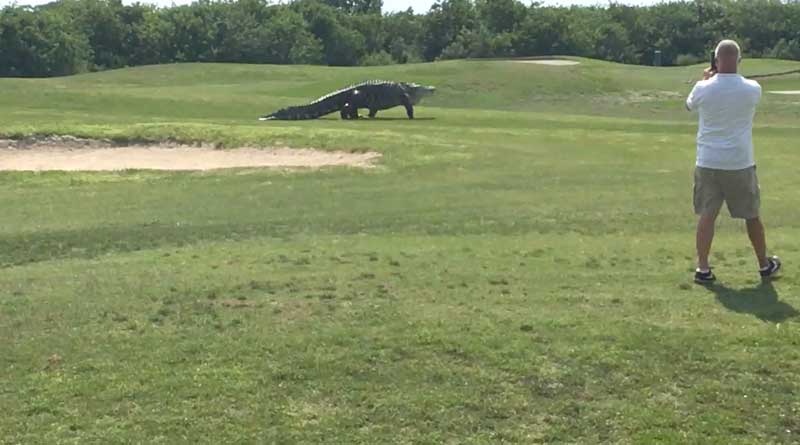 Monster alligator turns Florida golf course into a ‘Jurassic Park’