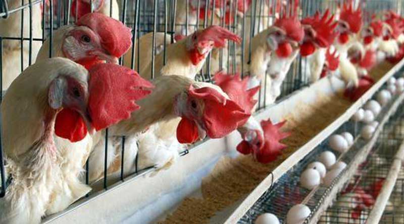 Purba Bardhaman: Administration to provide Poultry farms to fight malnutrition