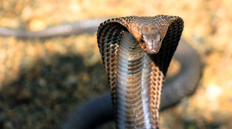 King Cobra Has Found In West Bengal