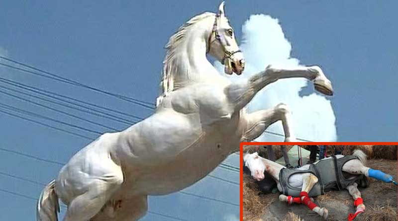 shaktiman-horse-buried-with-full-police-honours-gets-and-loses-statue