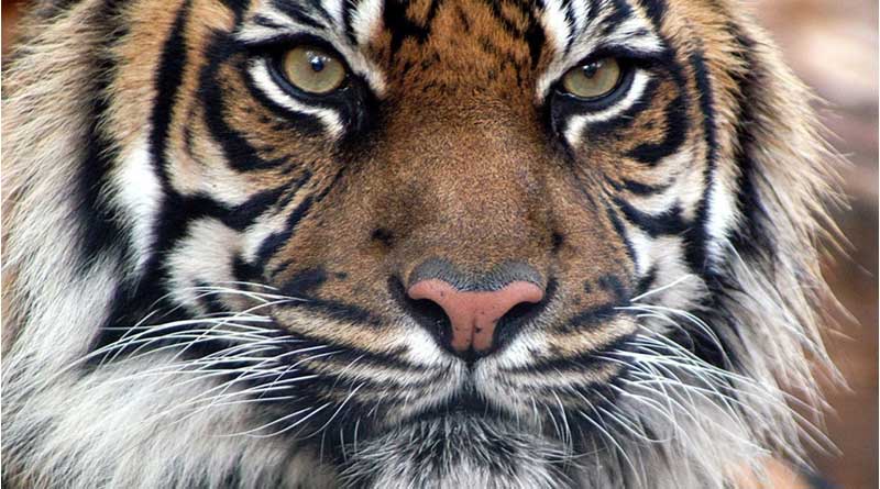 Tiger at the Bronx Zoo Has Tested Positive for Coronavirus