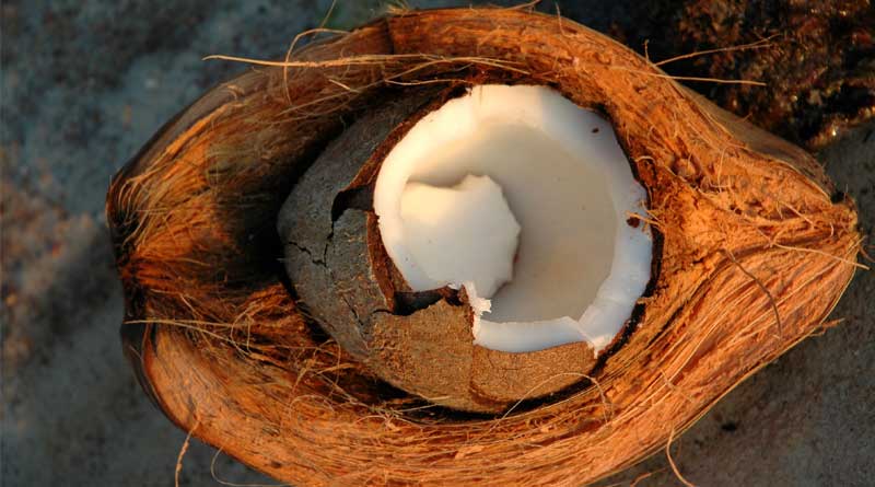coconuts-may-inspire-designs-for-earthquake-proof-buildings
