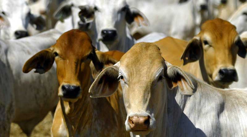 Cow is used for smuggling arms in between India and Bangladesh