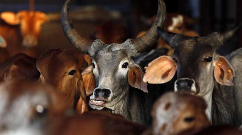 cow-cattle-to-get-own-aadhaar-cards
