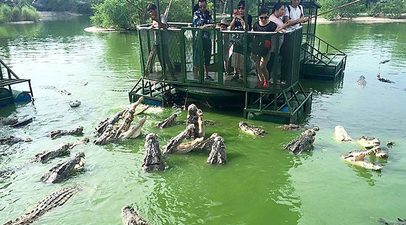 Chinese tourists aboard a raft feeding crocodiles