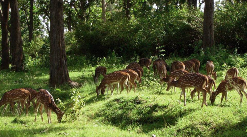 Spend Your Week-End in The Forest Of Joypur, Bankura, West Bengal