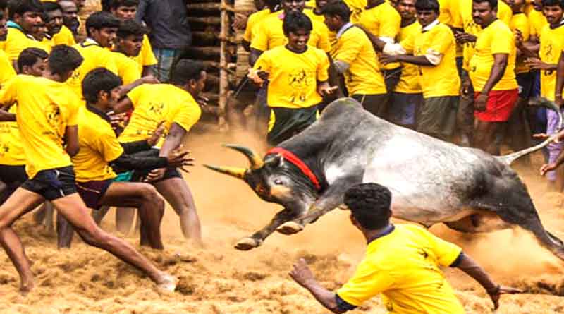 Jallikattu 5000-Years-Old, So? Supreme Court's Sharp Remarks On Bull Fest