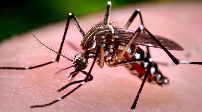 Dengue menace in Bangladesh, 106 dead so far | Sangbad Pratidin