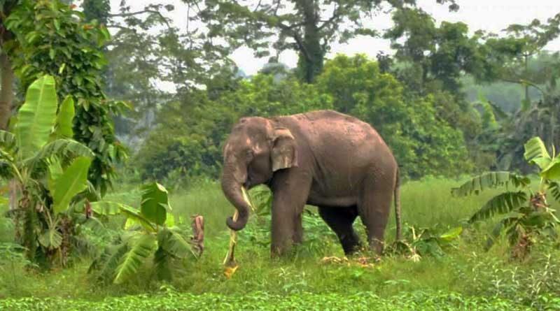  The wild Elephant rescue plan halted by India-Bangladesh joint team