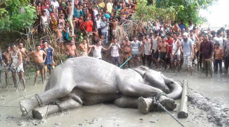Lost after one month, assam's elephant rescued in Bangladesh