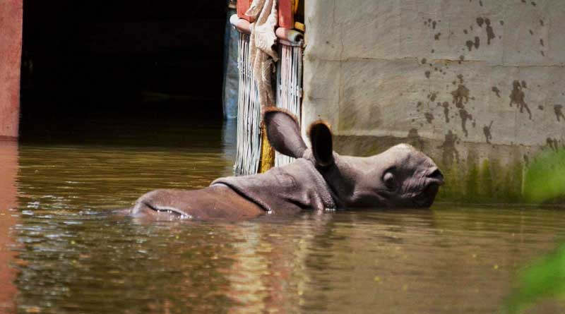 Over 100 Wild Animals Have Been Rescued From The Flooded Kaziranga