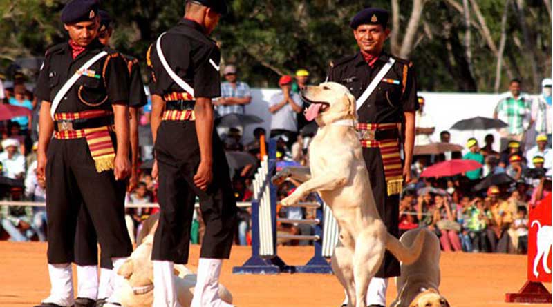 'Mansi' Becomes First Dog To Win War Honour After Death