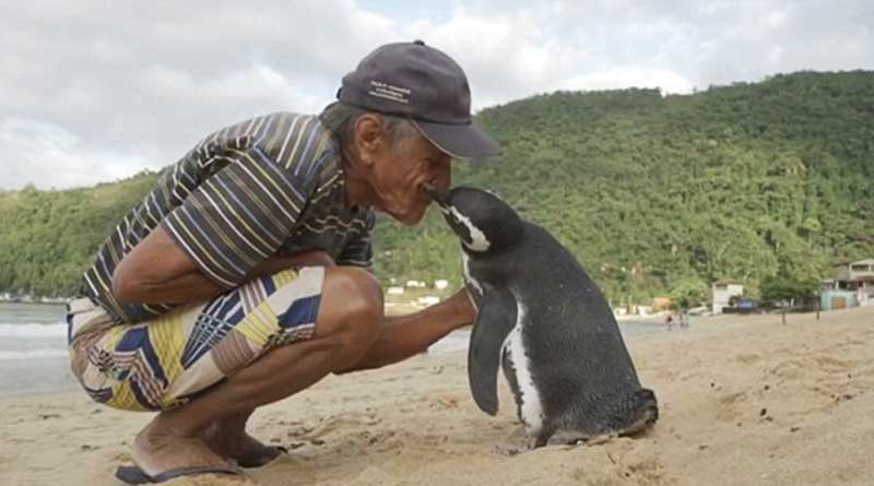 Rescued Penguin Swims 8000 Km Every Year To Meet His Saviour