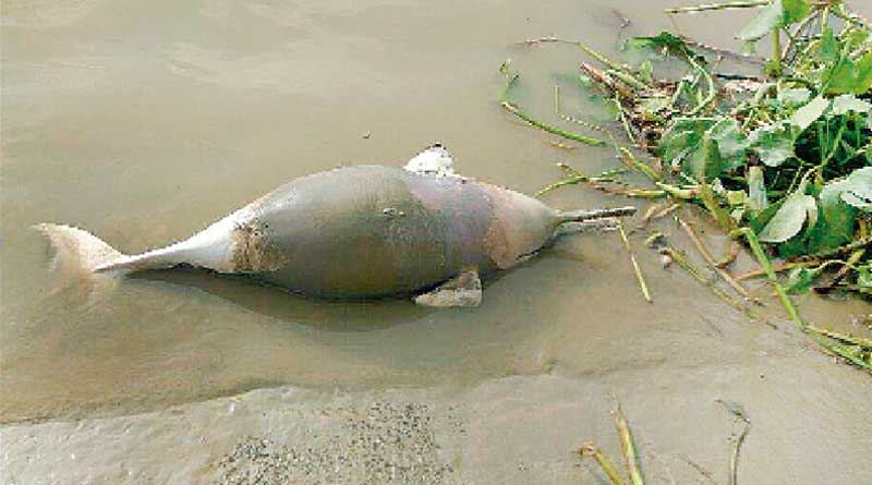 Dead Dolphin found in Ganga near Shibpur Howrah