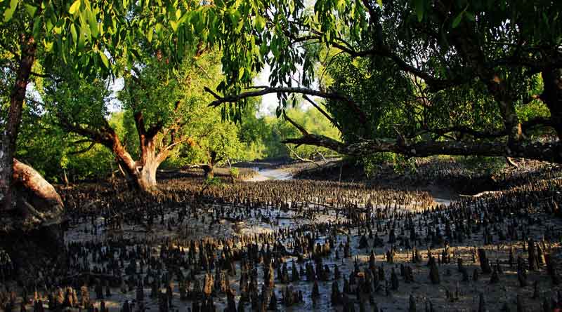 Ancient civilisation in Sunderbans  dating back to the Mauryan period