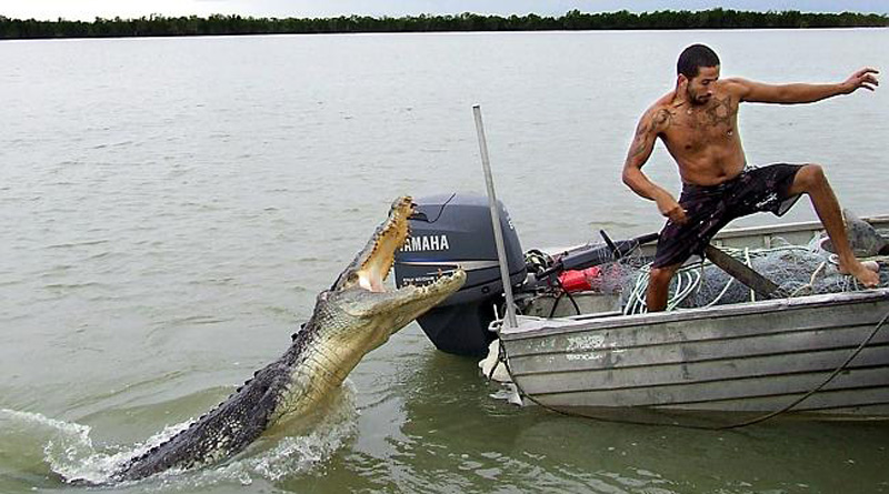 Andaman Is Terrified Due To Crocodile Attack