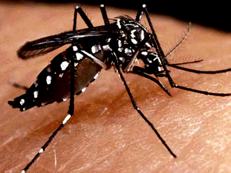 New dengue virus can enter in West Bengal
