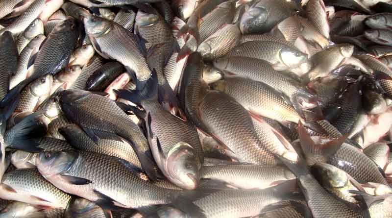  Fish cultivation will be the new challenge for West Bengal government