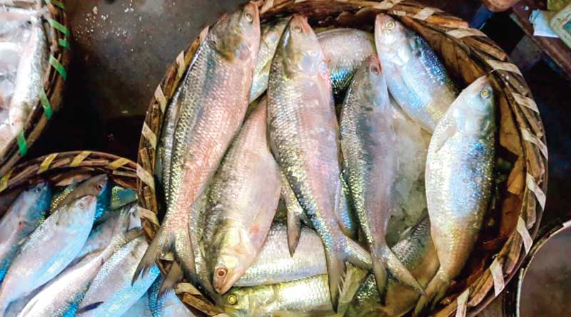 Bangladesh man catches Hilsa fish worth Rs 50 lakhs | Sangbad Pratidin
