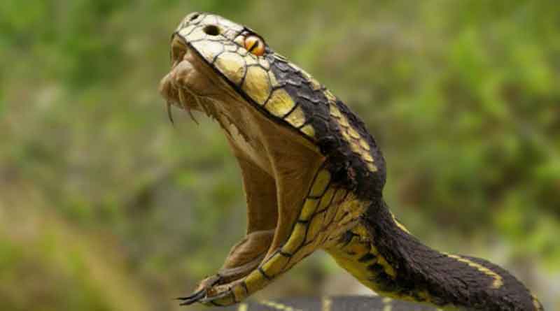 Snake Venom worth in crores smuggled to bangladesh via India