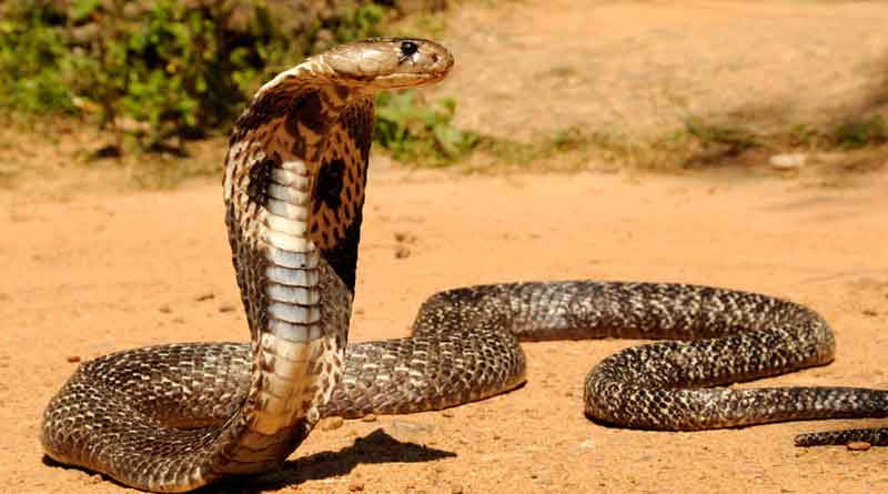 A 20year old boy creates history surviving 12 snake bites