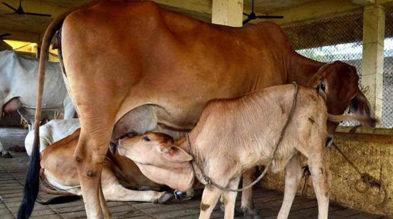 Drinking Milk is cruel to cows, protests NGO 