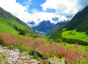 valley-of-flowers-6