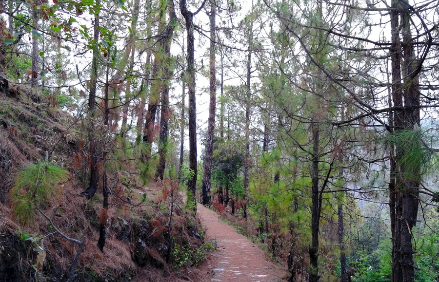 forest-walk