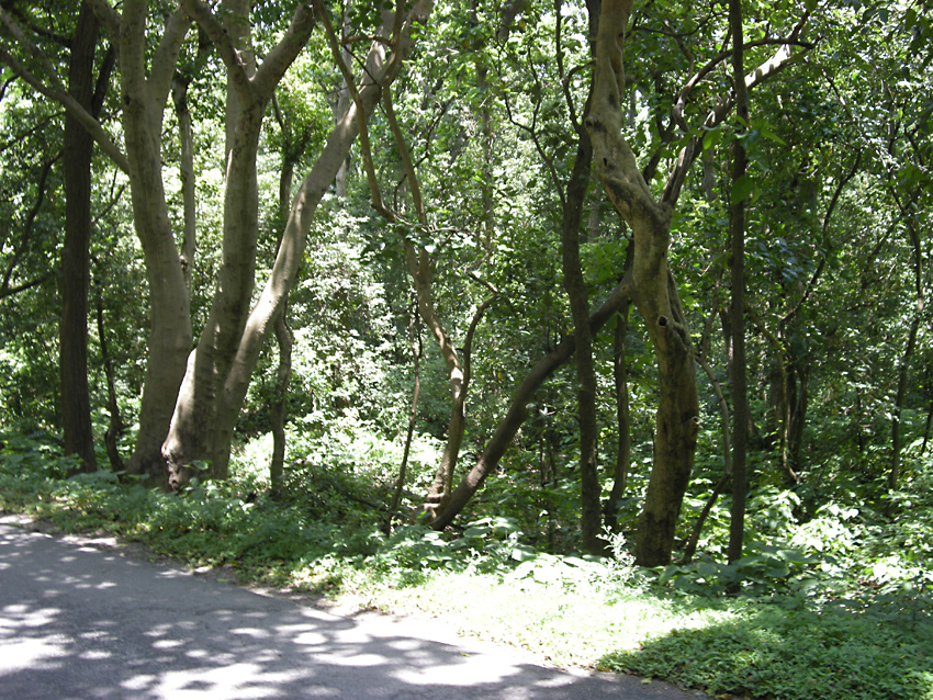 forest