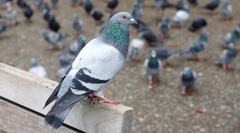 Pigeons Can Read A Bit, Says Study