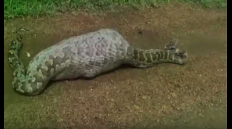 Watch: 20-Feet Long Python Swallows Nilgai