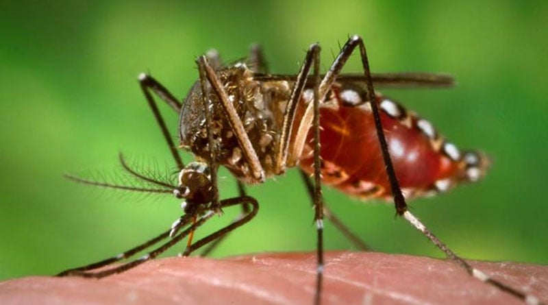 13 Indian Nationalists diagnosed with Zika Virus in Singapore