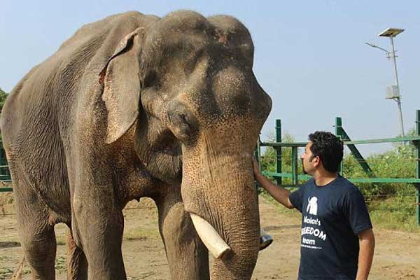 elephan